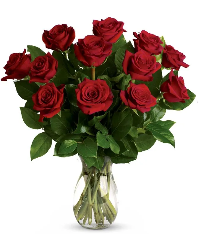 TEV31-2-12 Classic Romance Red Roses