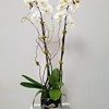 Dr. Orchid Floral Design