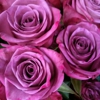 Purple Rose Florist