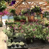 Local Florist Shop Hopes and Dreams Florist /Greenhouse in Bald Knob AR